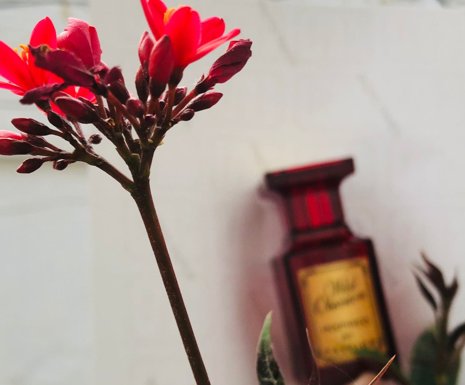 The Gentleman’s Legacy